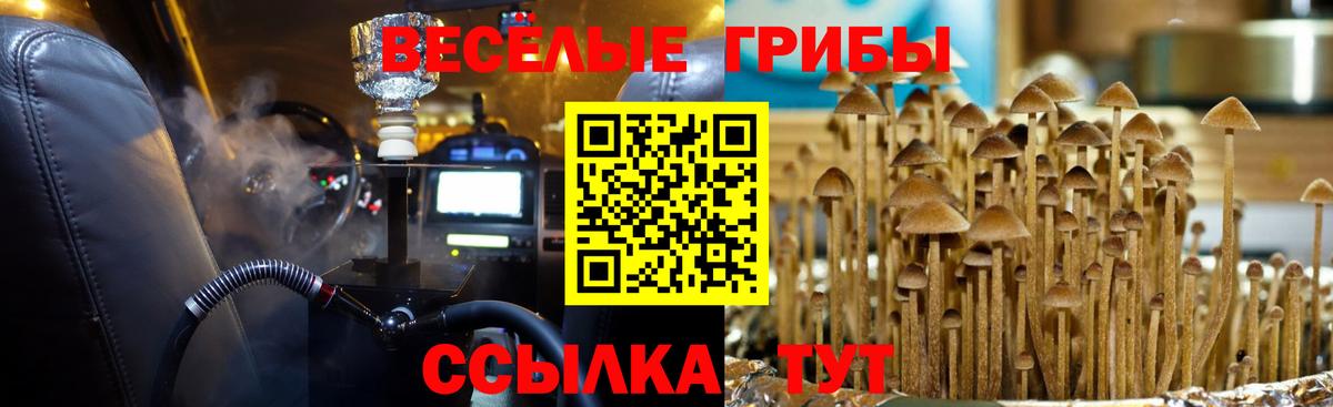 Галлюциногенные грибы Psilocybine cubensis Калининград